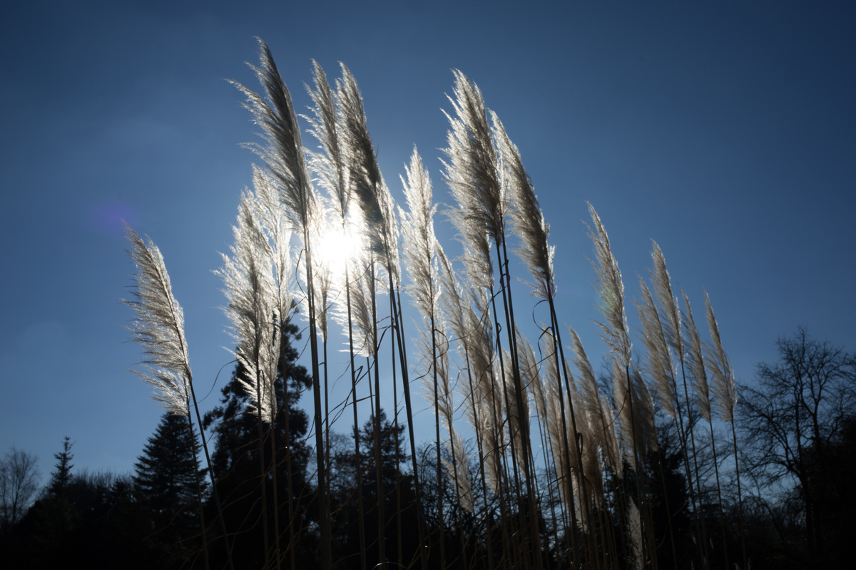 RX1 1/500s f/16.0 ISO100 35mm