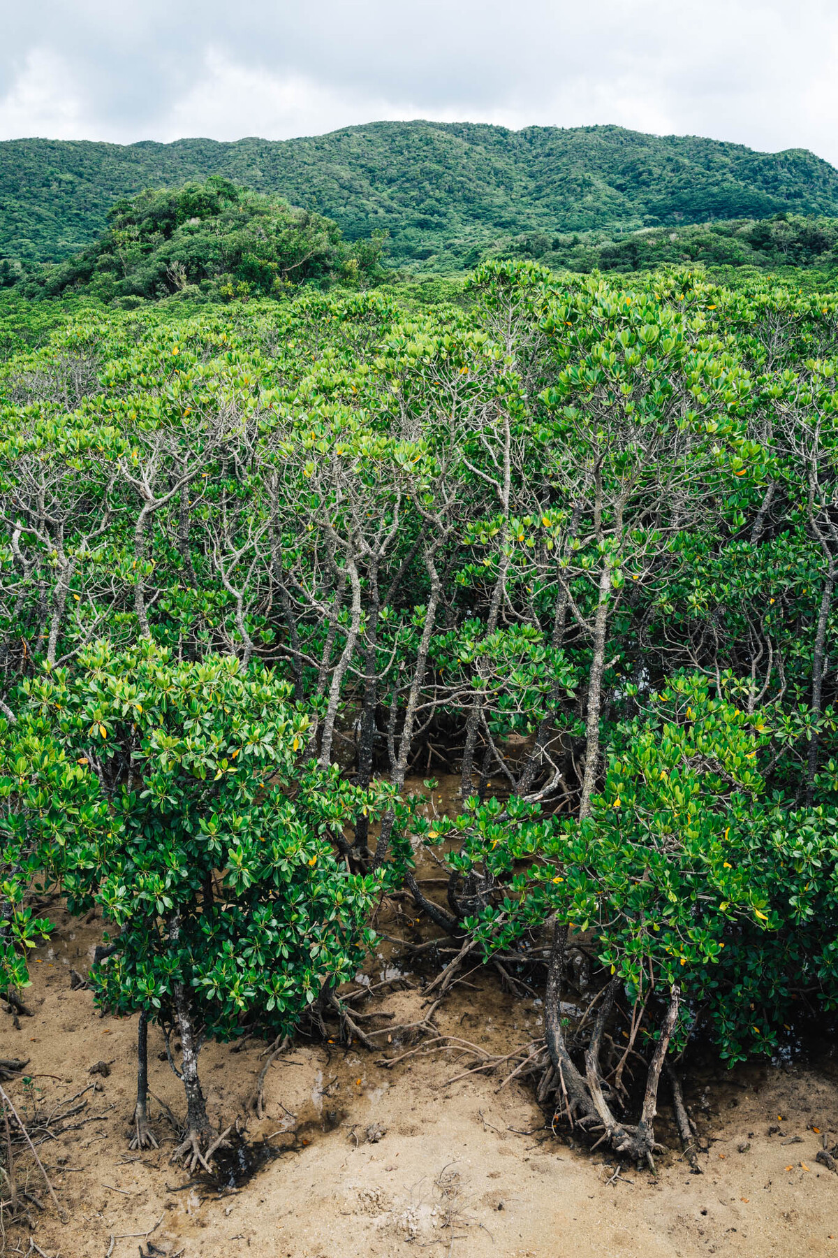 Mangroves | RX1 | ISO125 1/80 f/11 35mm
