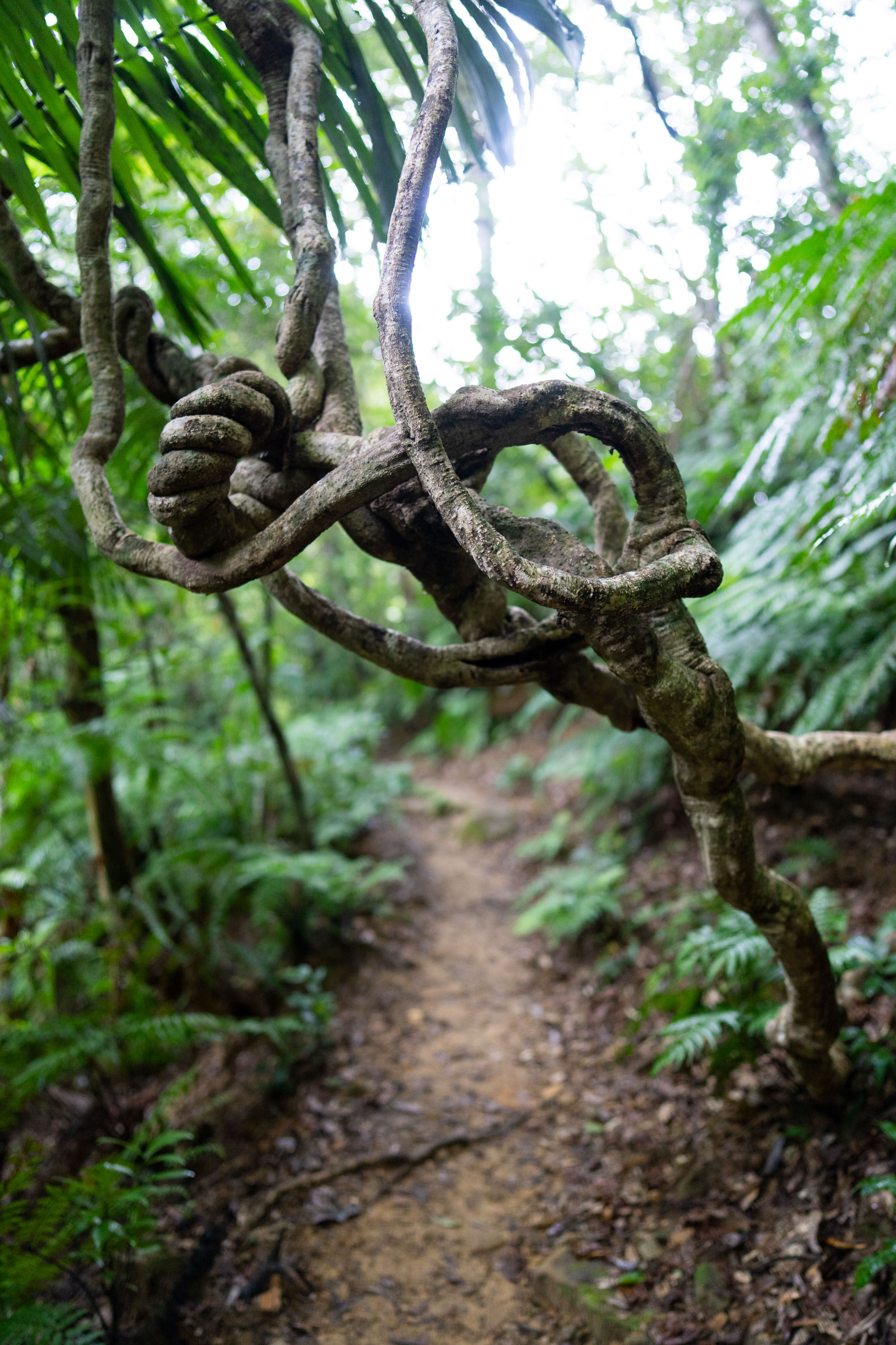 7CR08897_ILCE-7CR_Japan_Summer