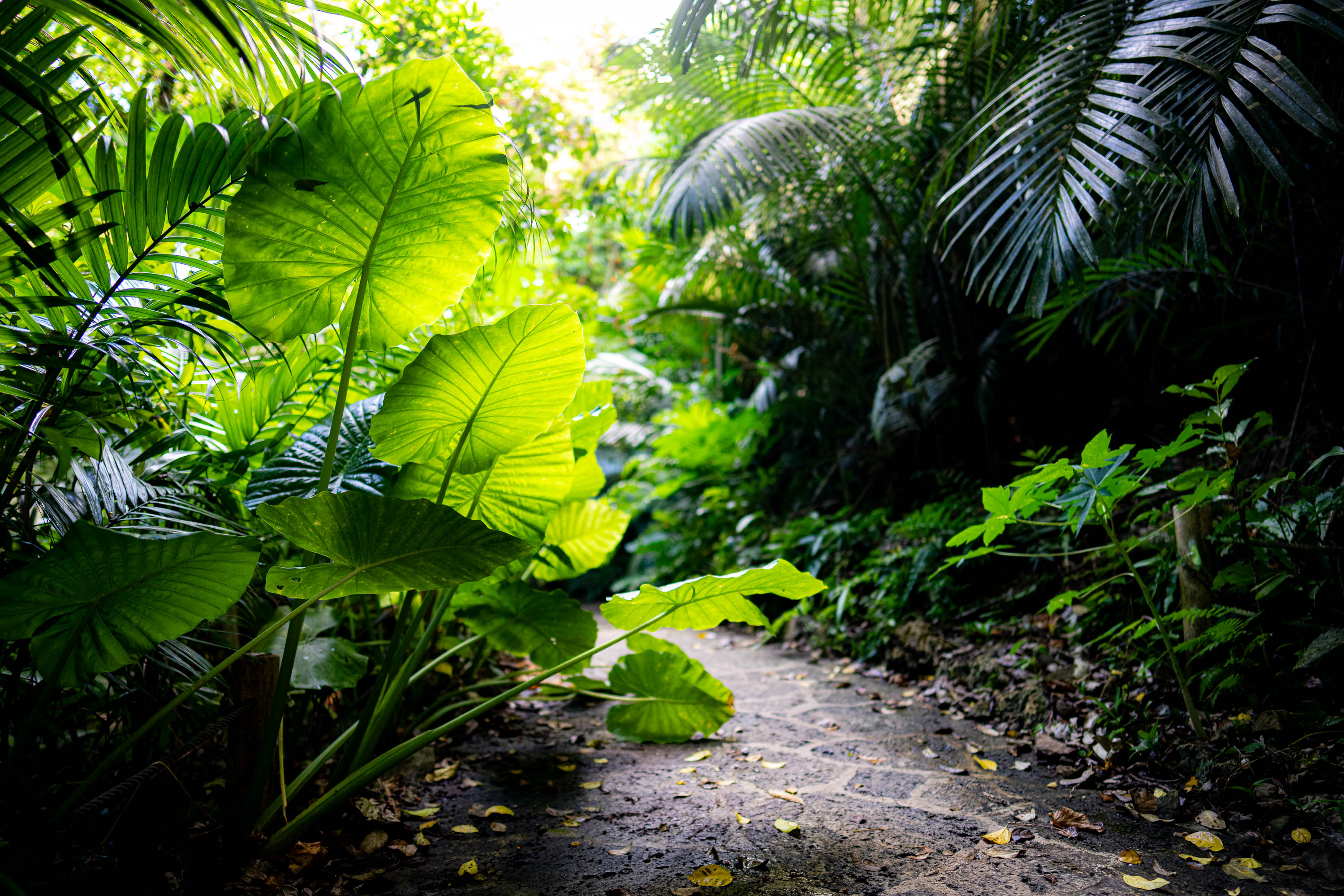 7CR08980_ILCE-7CR_Japan_Summer