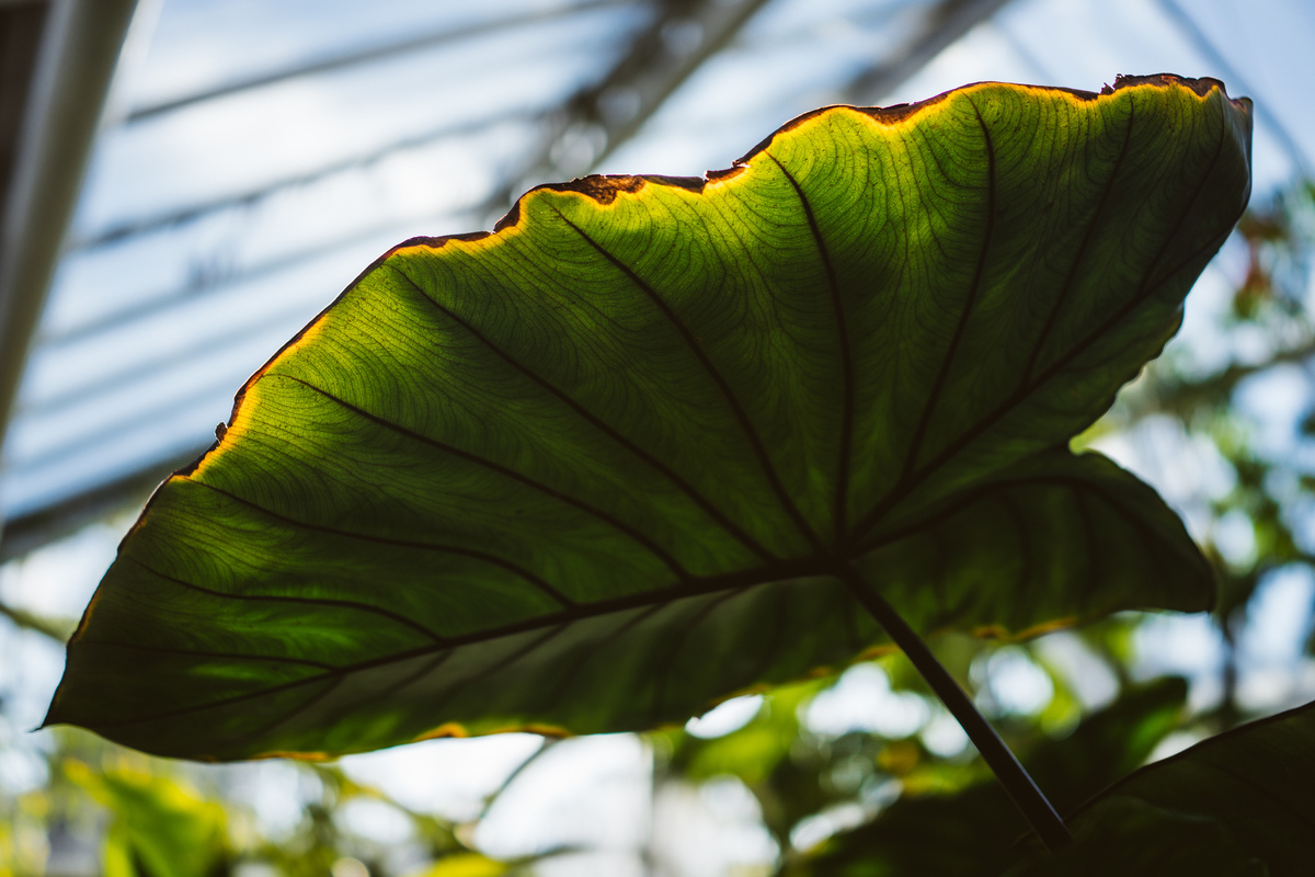 RX1 1/1250s f/2.0 ISO100 35mm