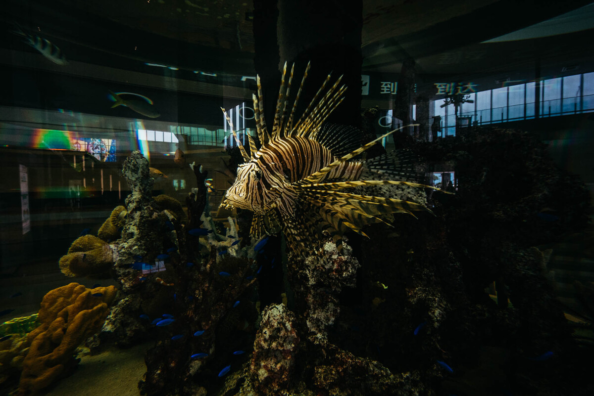 Spikey | A7R & Voigtlander Ultra Wide Heliar 12mm F5.6 | 12mm f/5.6 ISO1250 1/320