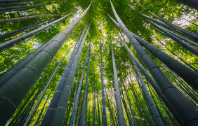 Bamboo+Forest